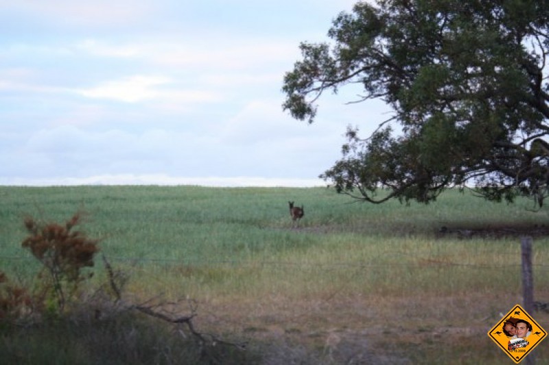 le parc et les kangourous (78)